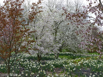 Berlin - Frühling im Britzer Garten